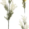 ACACIAFARNESIANA 85 CM TEKOKASVI LAJITELMA