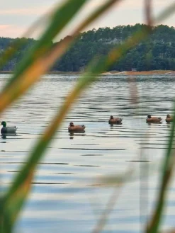 ATOM HOUKUTUSKUVA HEINÄSORSA UROS