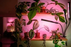 LED ENERGIE HORTI KASVIVALO 9W 1300K IP20 5V USB PORT