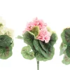 4LIVING PELARGONIA KIMPPU TEKOKASVI LAJITELMA