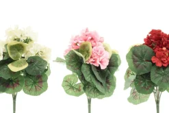 4LIVING PELARGONIA KIMPPU TEKOKASVI LAJITELMA
