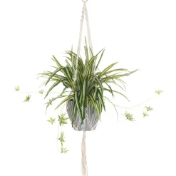 4LIVING RÖNSYLILJA AMPPELI 90 CM
