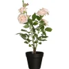 4LIVING RUUSU ISOKUKKAINEN RUUKUSSA SAMPPANJA 49 CM