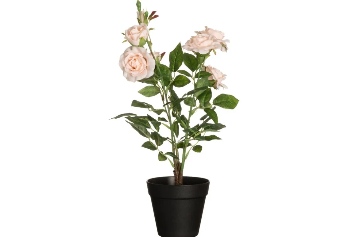 4LIVING RUUSU ISOKUKKAINEN RUUKUSSA SAMPPANJA 49 CM