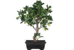 4LIVING BONSAI FIIKUS