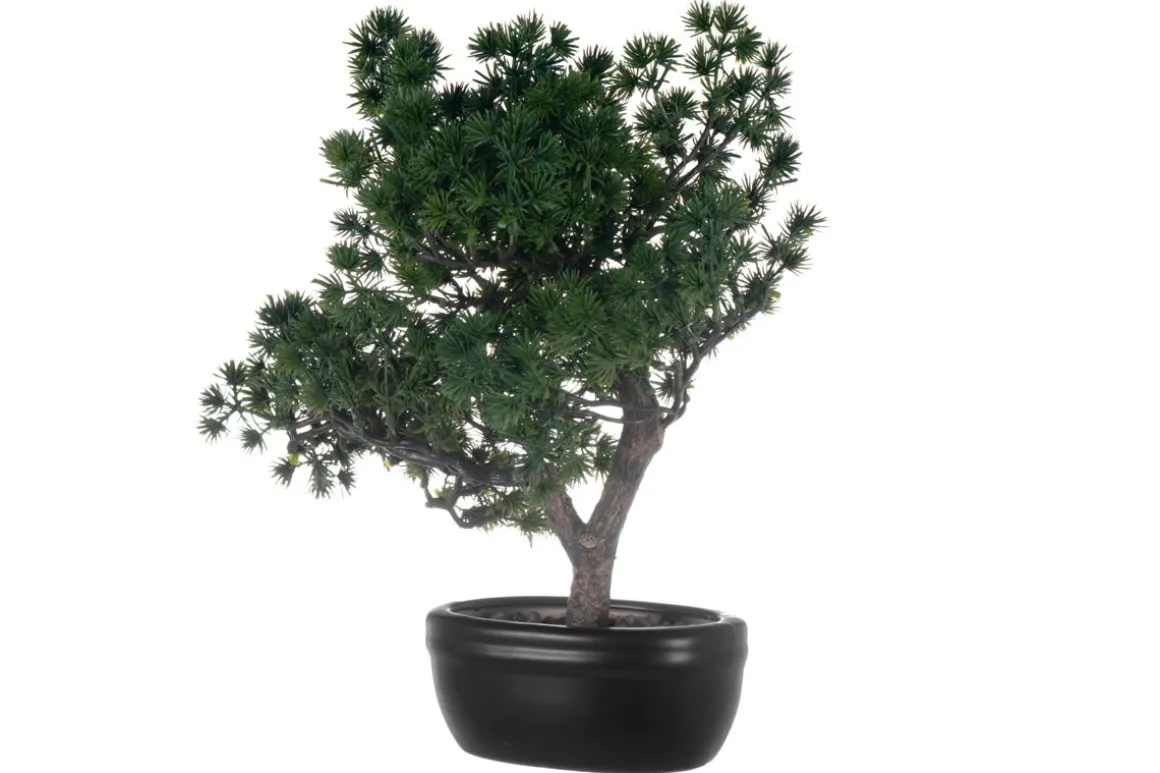 4LIVING BONSAI MÄNTY