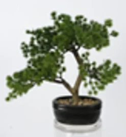 4LIVING BONSAI MÄNTY
