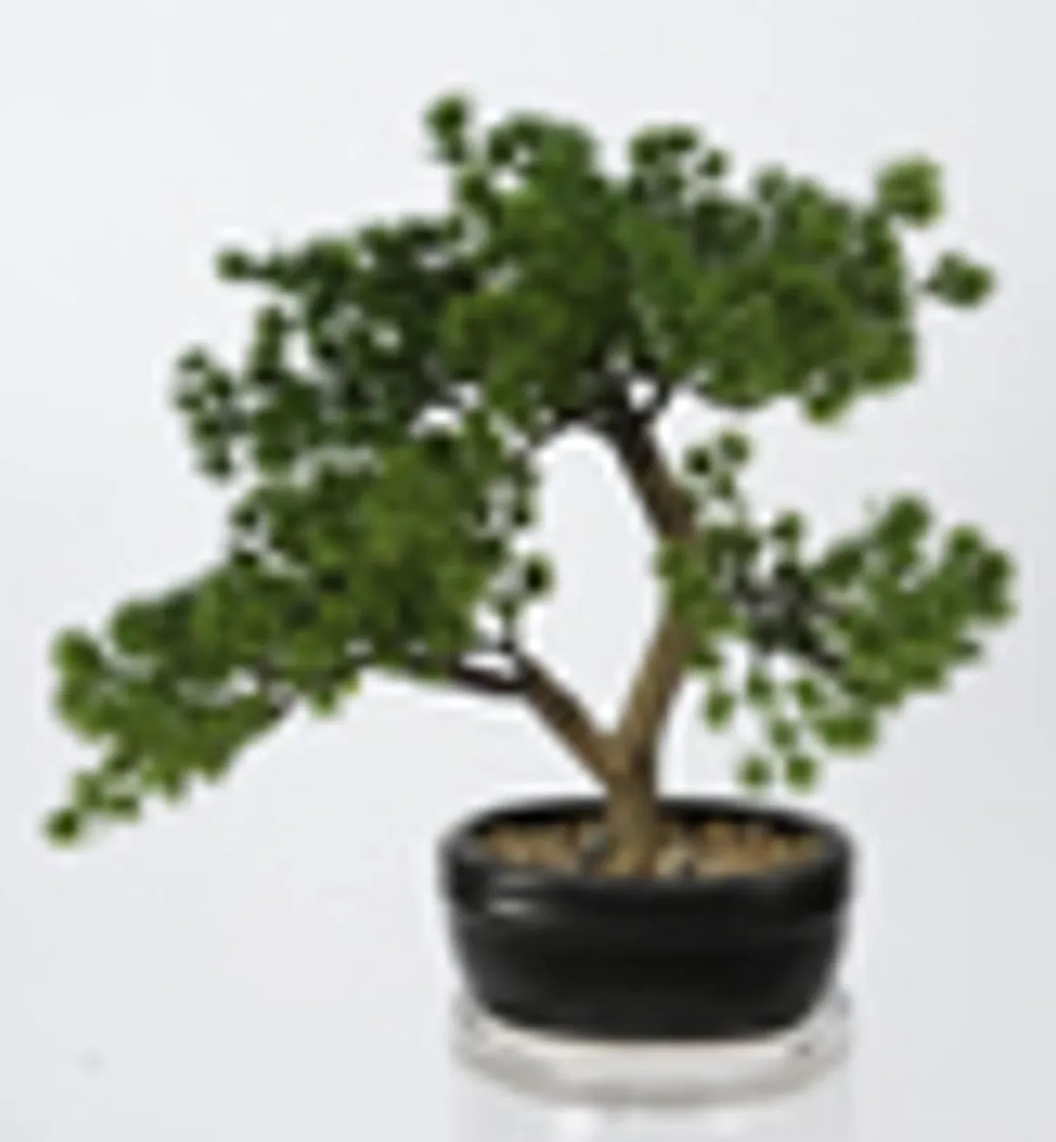 4LIVING BONSAI MÄNTY