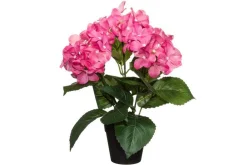 4LIVING HORTENSIA RUUKUSSA TEKOKASVI LAJITELMA