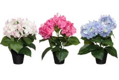 4LIVING HORTENSIA RUUKUSSA TEKOKASVI LAJITELMA