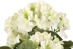 4LIVING PELARGONIA RUUKUSSA TEKOKASVI LAJITELMA