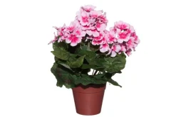 4LIVING PELARGONIA RUUKUSSA TEKOKASVI LAJITELMA