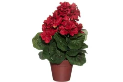 4LIVING PELARGONIA RUUKUSSA TEKOKASVI LAJITELMA