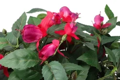 4LIVING VERENPISARA TEKOKASVI AMPPELISSA 22 CM