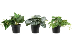 4LIVING VIHERKASVI LAJITELMA