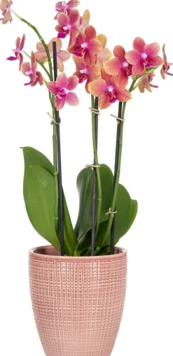 SCHEURICH ORKIDEARUUKKU 667/15 LYCHEE PINKKI
