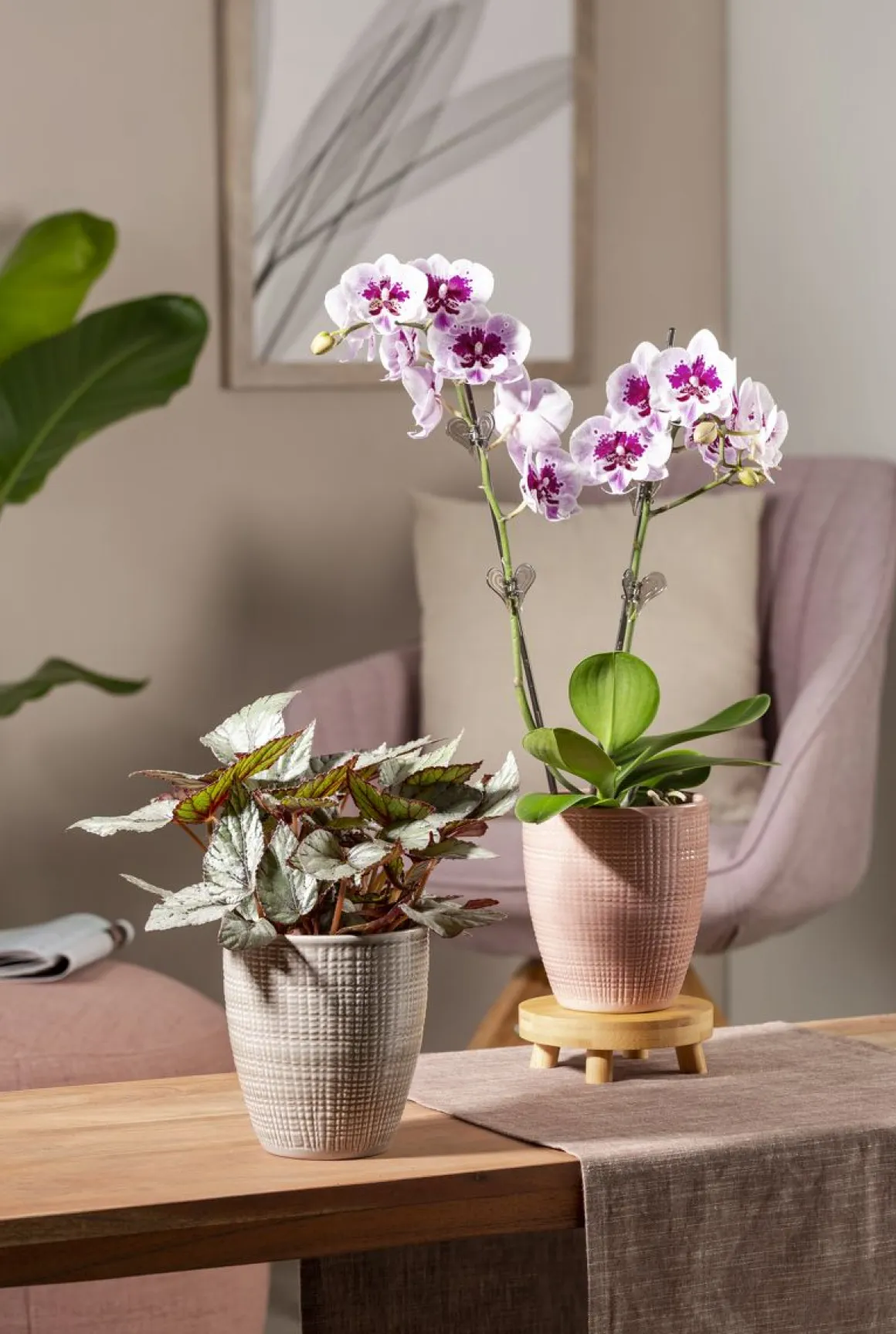 SCHEURICH ORKIDEARUUKKU 667/15 LYCHEE PINKKI