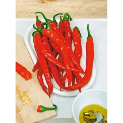 SIEMEN CHILIPAP. DE CAYENNE (RING O FIRE) HR5