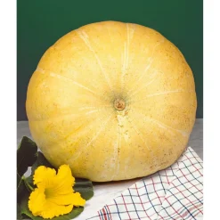 SIEMEN KURPITSA YELLOW PUMPKIN HR3