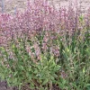 SIEMEN SALVIA HR4