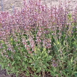 SIEMEN SALVIA HR4