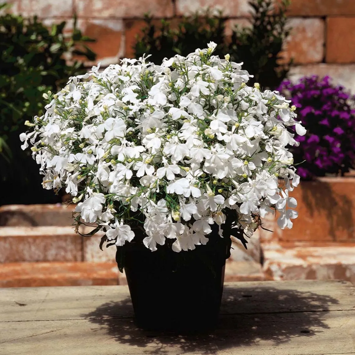 SIEMEN SINILOBELIA WHITE LADY HR3
