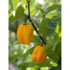SIEMEN CHILIPAPRIKA HABANERO LEMON HR6
