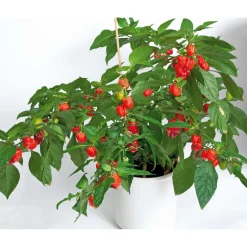 SIEMEN HAVANNAPAPRIKA HABANERO RED HR5