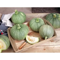 SIEMEN KESÄKURPITSA DE NICE À FRUIT ROND HR3