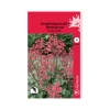 SIEMEN KORALLIKEIJUNKUKKA RUBY BELLS HR4