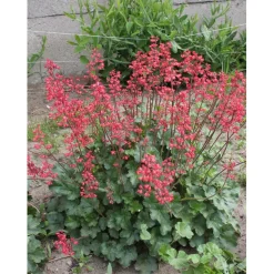 SIEMEN KORALLIKEIJUNKUKKA RUBY BELLS HR4