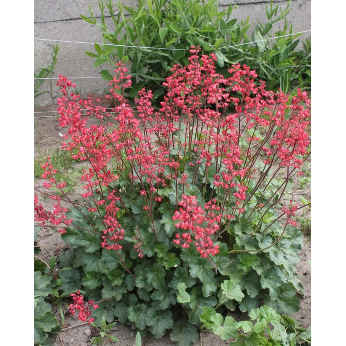 SIEMEN KORALLIKEIJUNKUKKA RUBY BELLS HR4