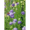 SIEMEN KOREATÖRMÄKUKKA LAVENDERBLUE HR3