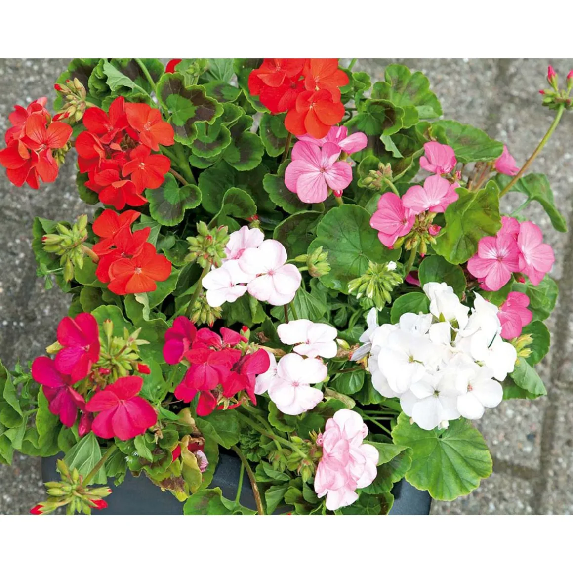 SIEMEN PELARGONI SUPER HYBRID MIX F2 HR6