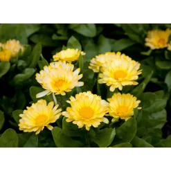 SIEMEN TARHAKEHÄKUKKA LEMON ZEST HR5