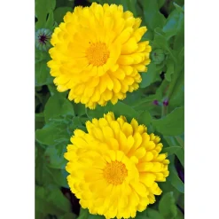SIEMEN TARHAKEHÄKUKKA YELLOW COLOSAL HR3