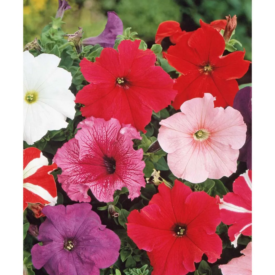 SIEMEN TARHAPETUNIA SEKOITE HR3