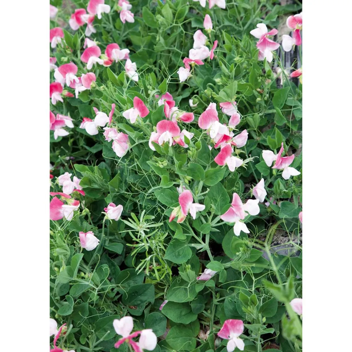SIEMEN TUOKSUHERNE PINK CUPID HR4