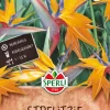 SPERLI KOLIBRIKUKKA ANN