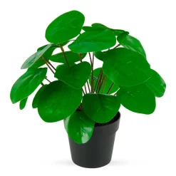 TEKOKASVI RUUKUSSA 25CM