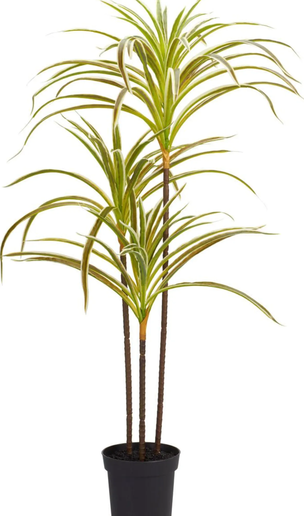 TEKOKASVI RUUKUSSA 40X84CM LAJITELMA