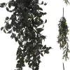 VIHERKASVI ROIKKUVA 80CM