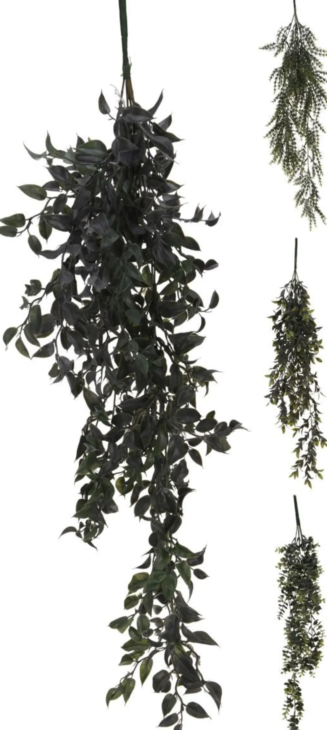 VIHERKASVI ROIKKUVA 80CM